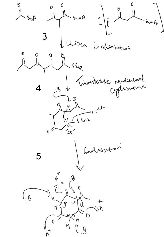 Figure 10. Synthesis of compound A via a plausible PKS