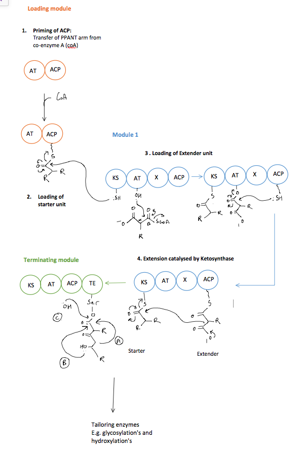 Figure 6. A minimal PKS assembly line