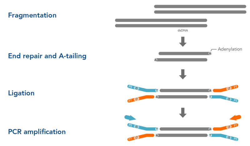 Fragmentation, End-repair and Adapter ligation