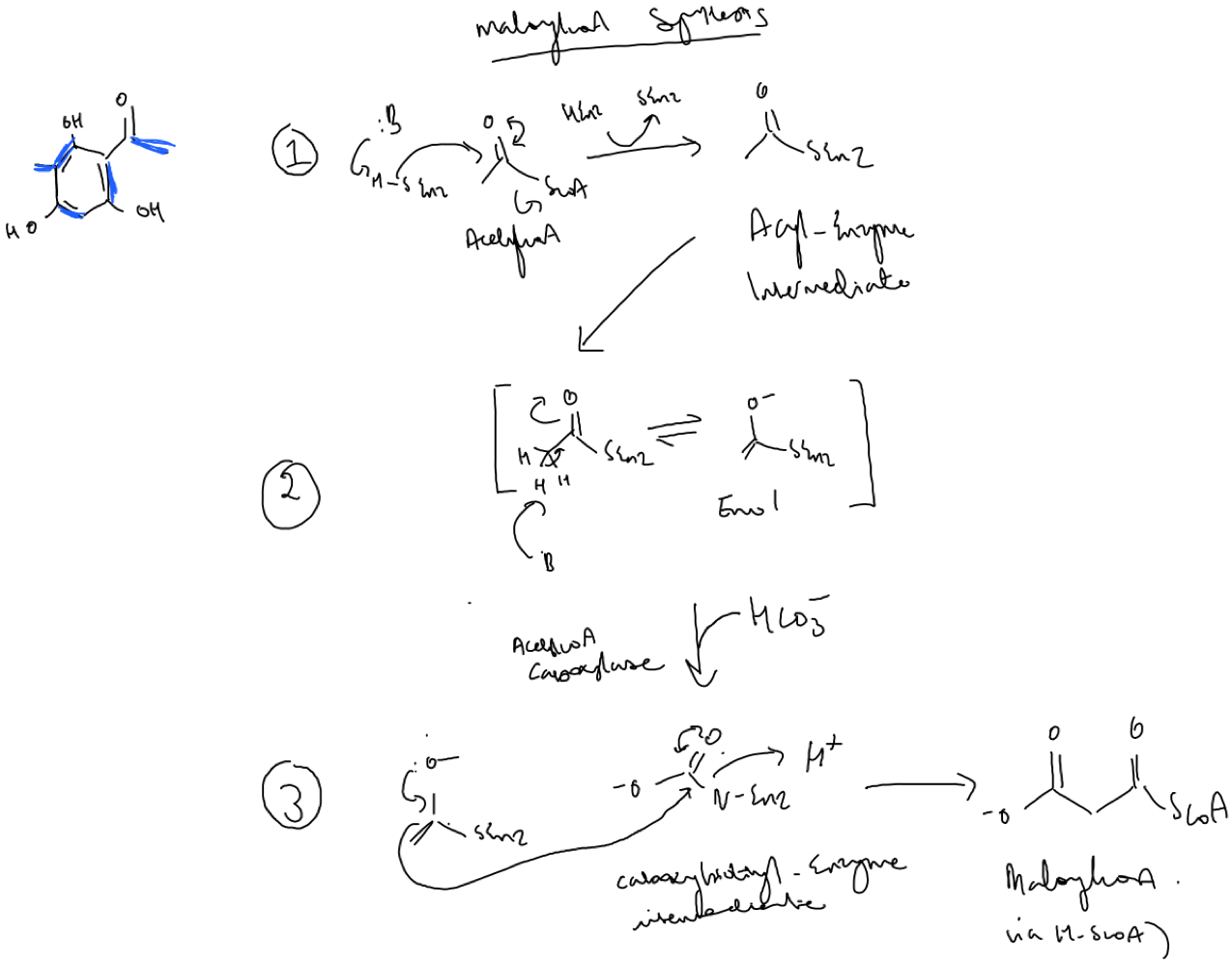 Figure 8. Synthesis of malonyl-coA