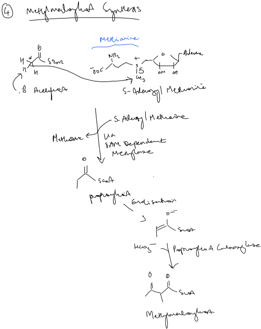 Figure 9. Synthesis of methylmalonyl-coA