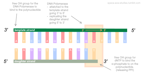 the properties of nucleic acids